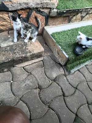 1-3 months Male Mixed Breed Exotic