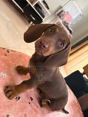 1-3 months Male Purebred Dachshund