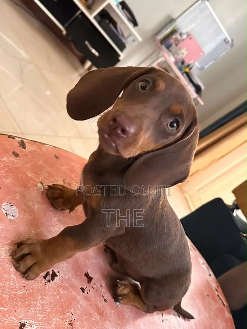 1-3 months Male Purebred Dachshund