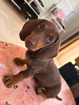 1-3 months Male Purebred Dachshund