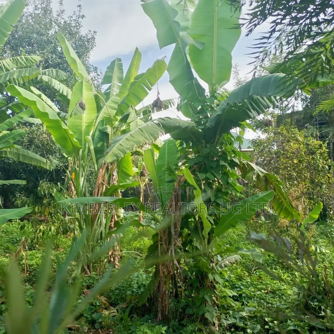 Land for Sale – Kira Kito, Mamerito Road