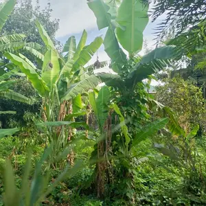 Land for Sale – Kira Kito, Mamerito Road