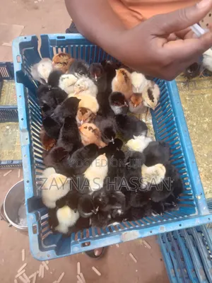 Halal Agro Farm LTD