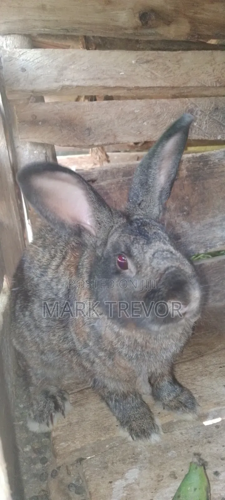 Best Rabbits Ug (American Chinchilla)