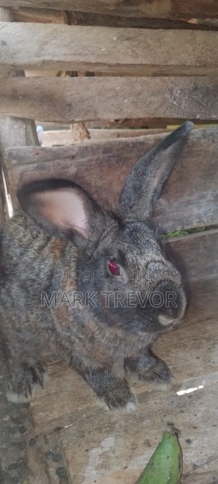 Best Rabbits Ug (American Chinchilla)