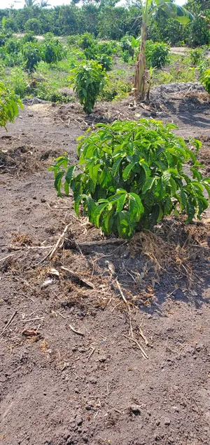Coffee Plantation