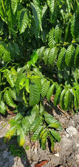 Coffee Plantation