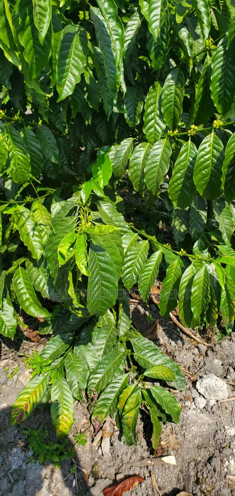 Coffee Plantation