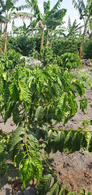 Coffee Plantation