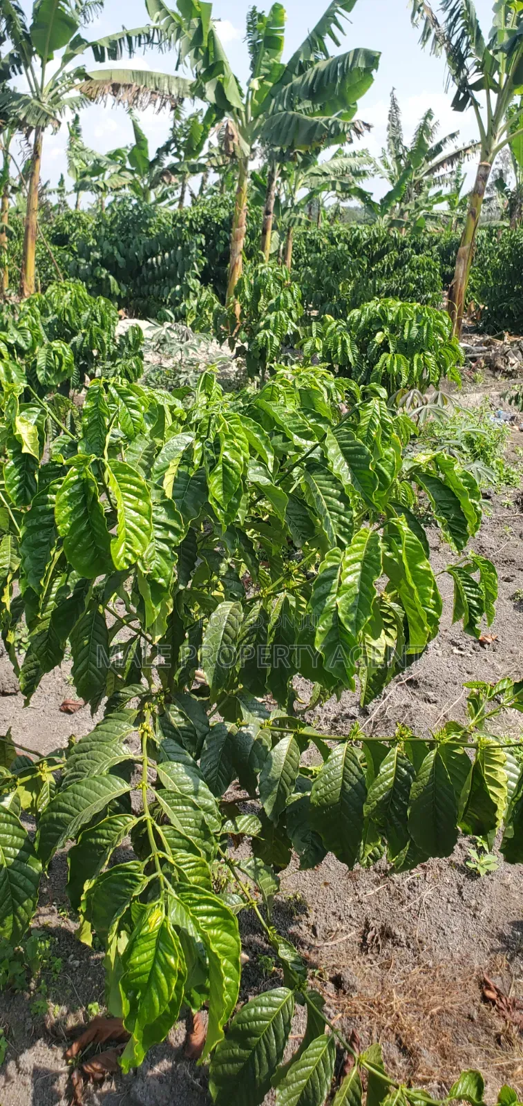 Coffee Plantation