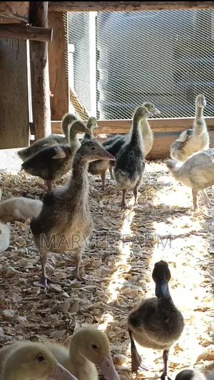 Goslings (1 Month to 4 Months)