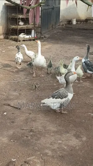 A Pair of Geese