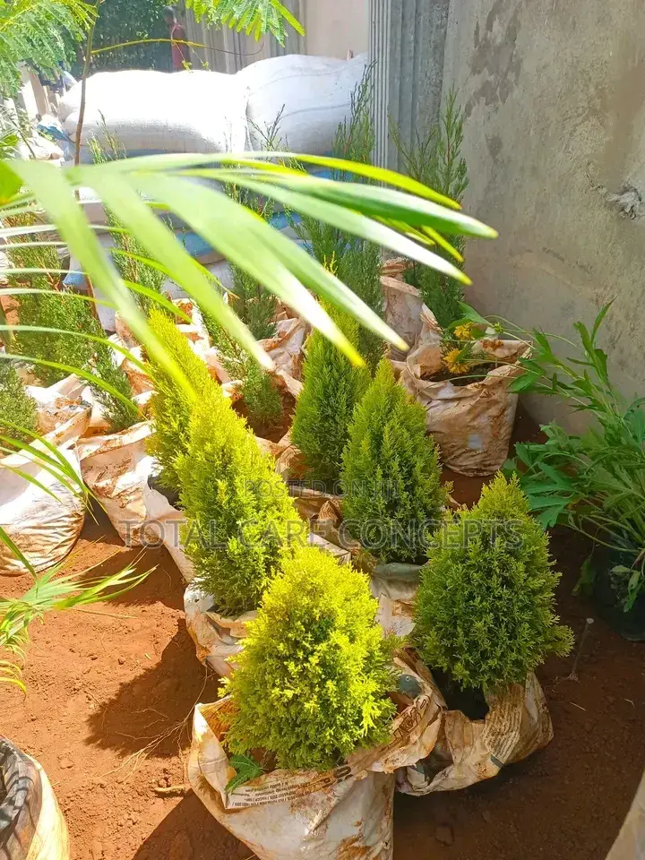 Best Landscapers and Gardening Services