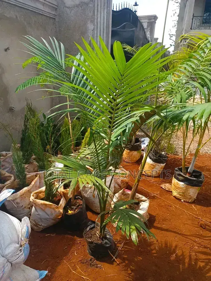 Best Landscapers and Gardening Services