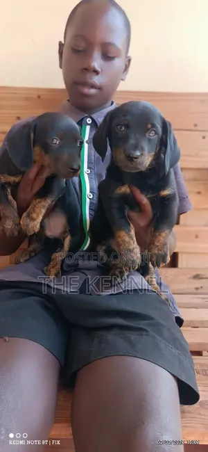 1-3 months Male Purebred Dachshund