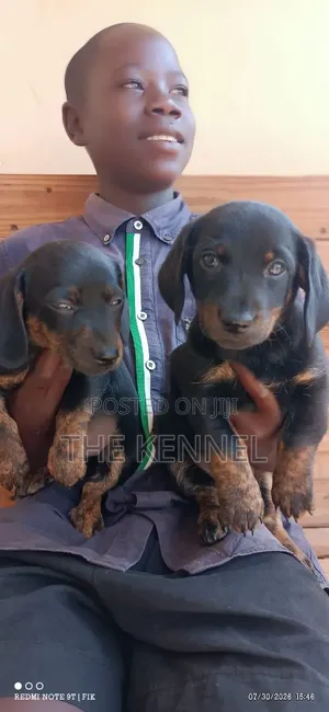 1-3 months Male Purebred Dachshund