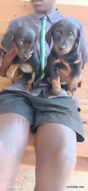 1-3 months Male Purebred Dachshund