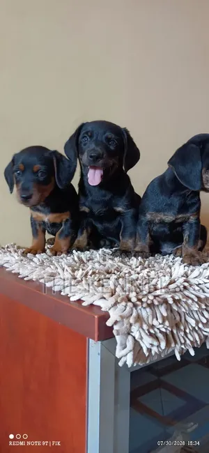 1-3 months Male Purebred Dachshund