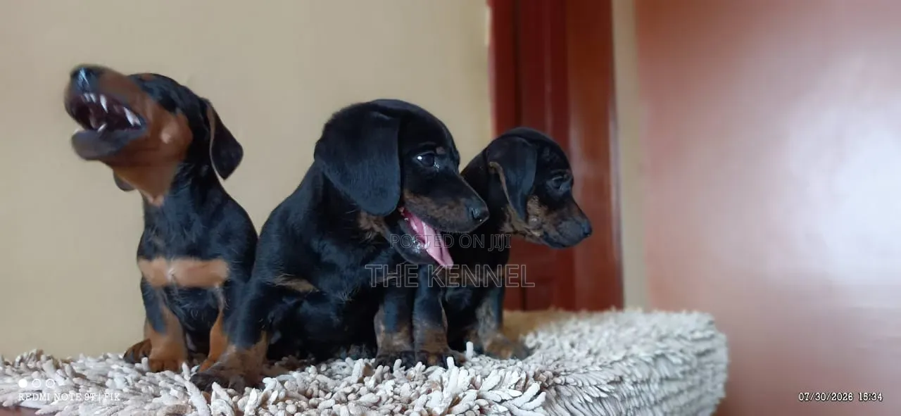 1-3 months Male Purebred Dachshund