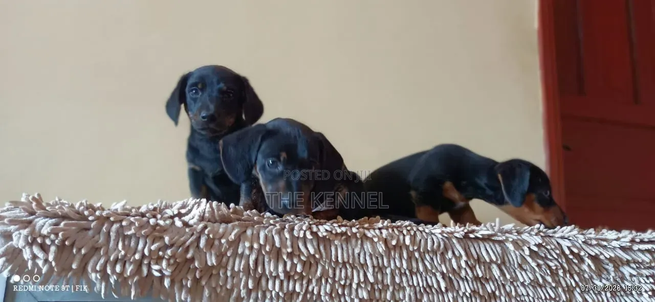 1-3 months Male Purebred Dachshund