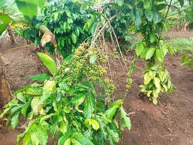 5 Acres Farm Land AT 180MUGX Rent