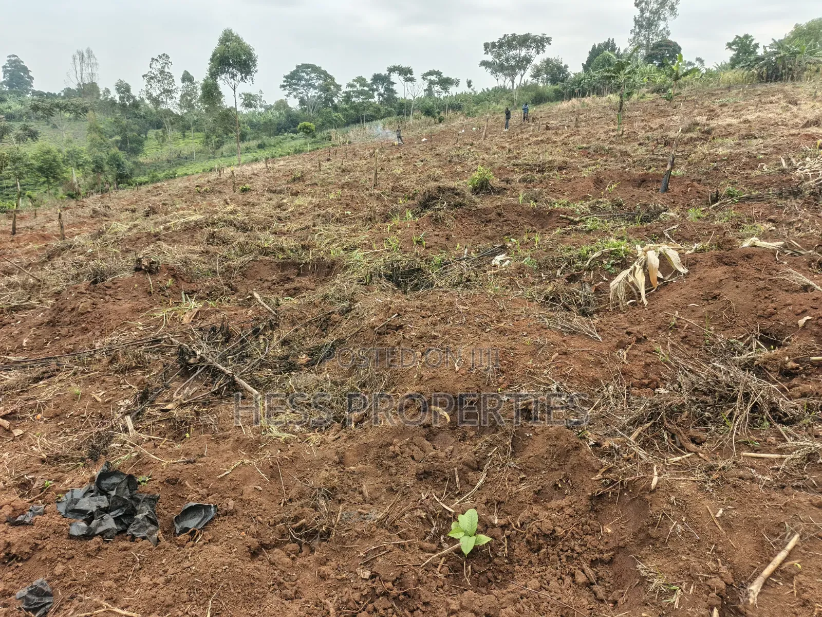 1.8acres of Agricultural Land on Sale in Kyenjojo District