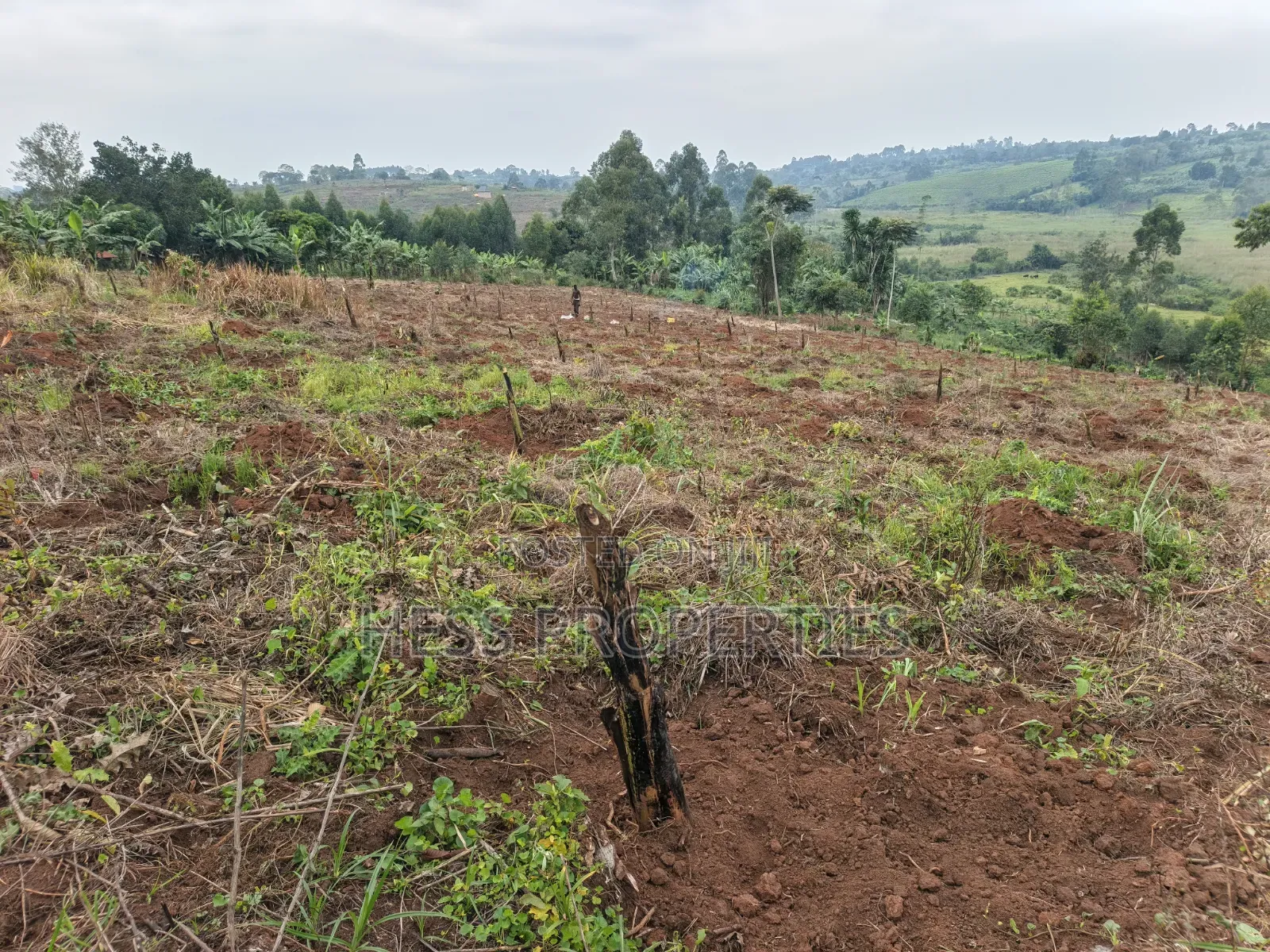 1.8acres of Agricultural Land on Sale in Kyenjojo District