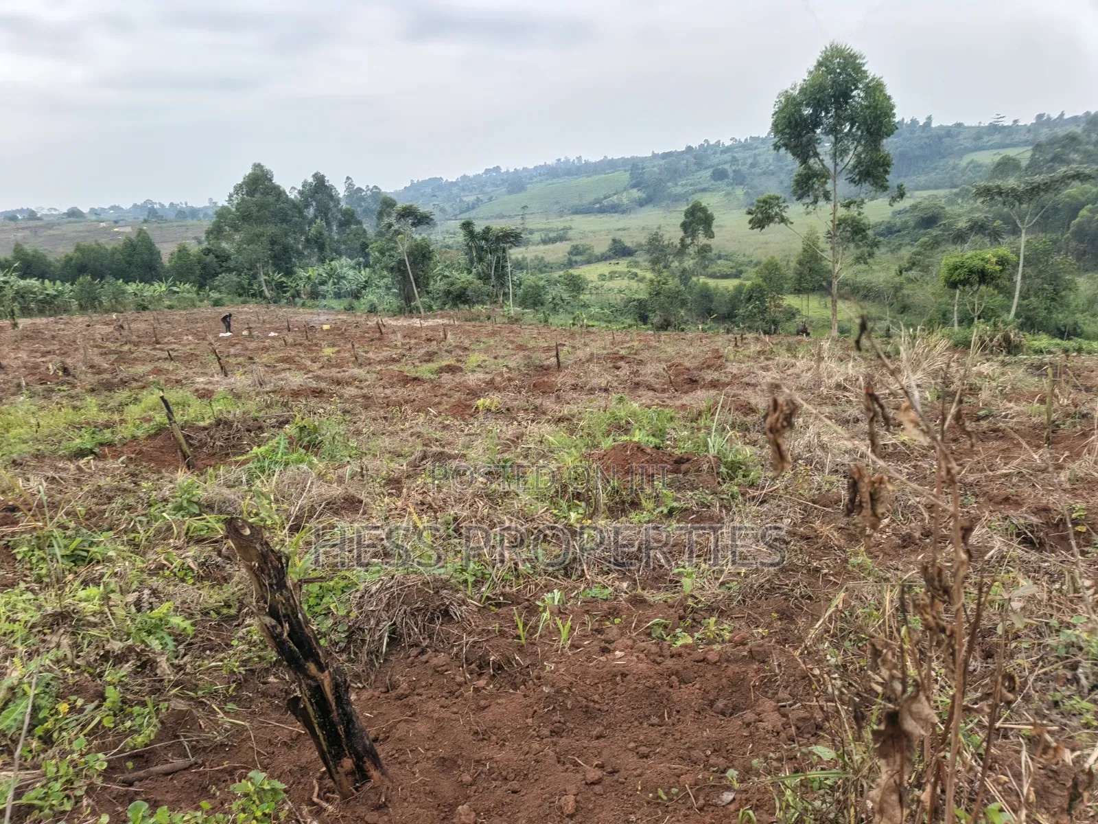 1.8acres of Agricultural Land on Sale in Kyenjojo District