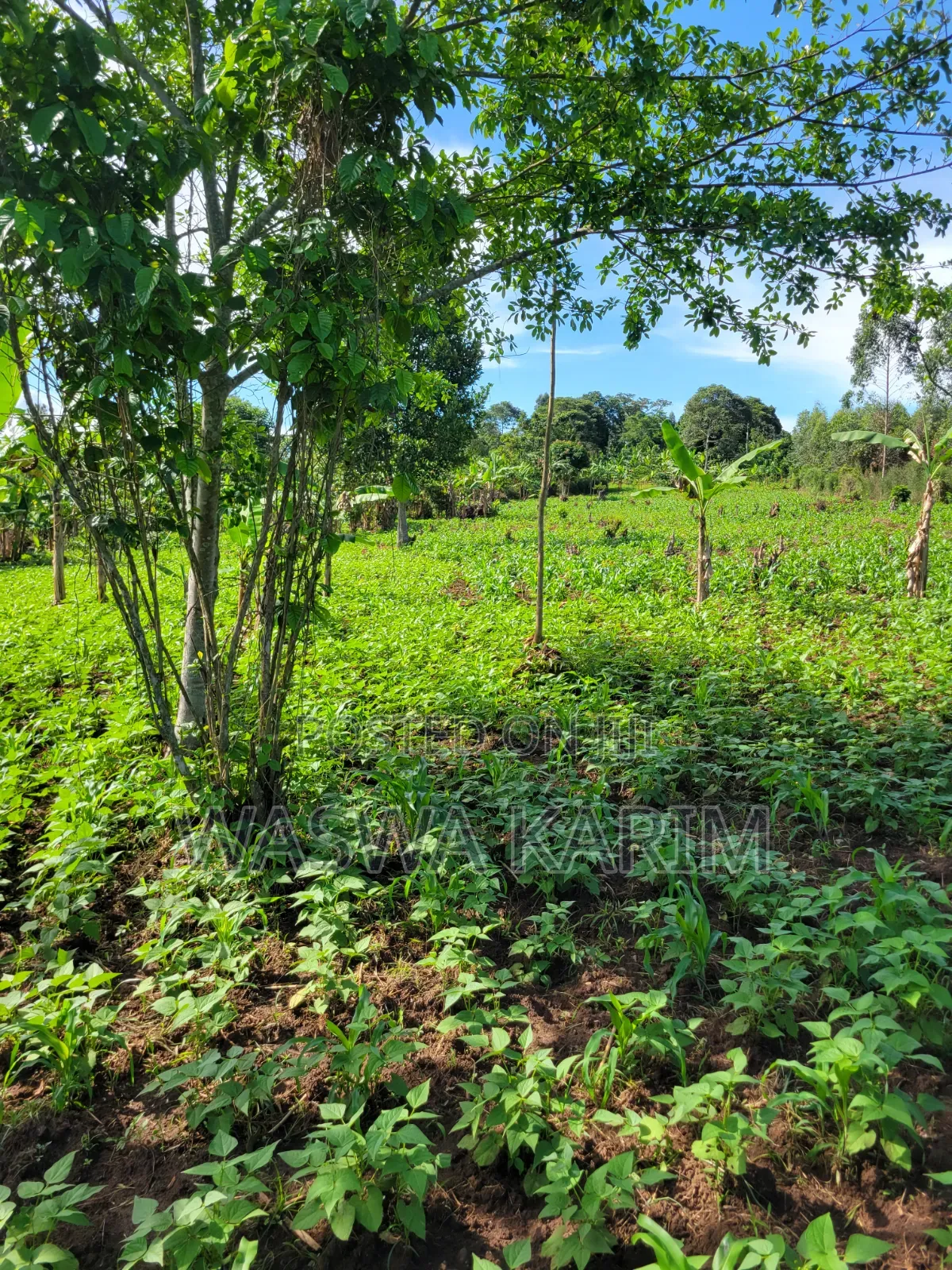 Farmland for Sale Half an Acre at 15m