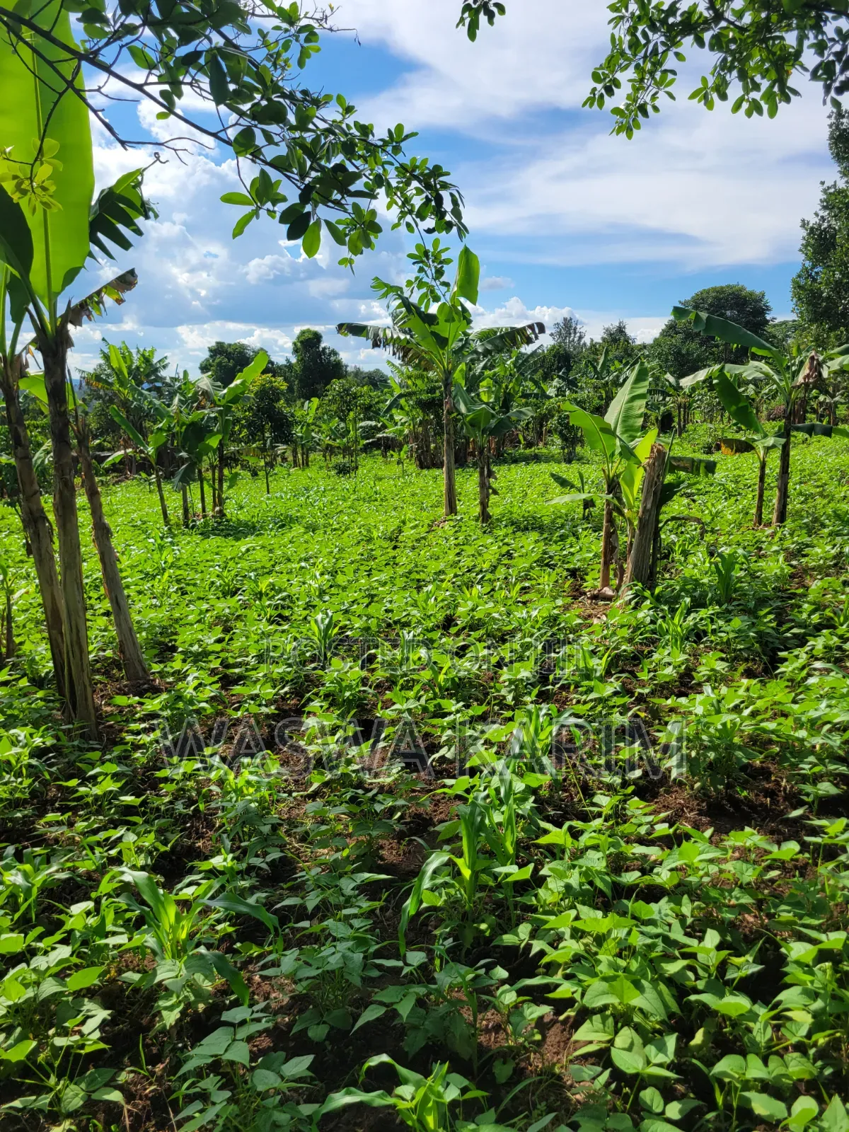 Farmland for Sale Half an Acre at 15m