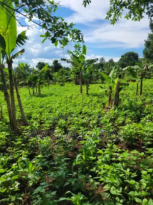 Farmland for Sale Half an Acre at 15m