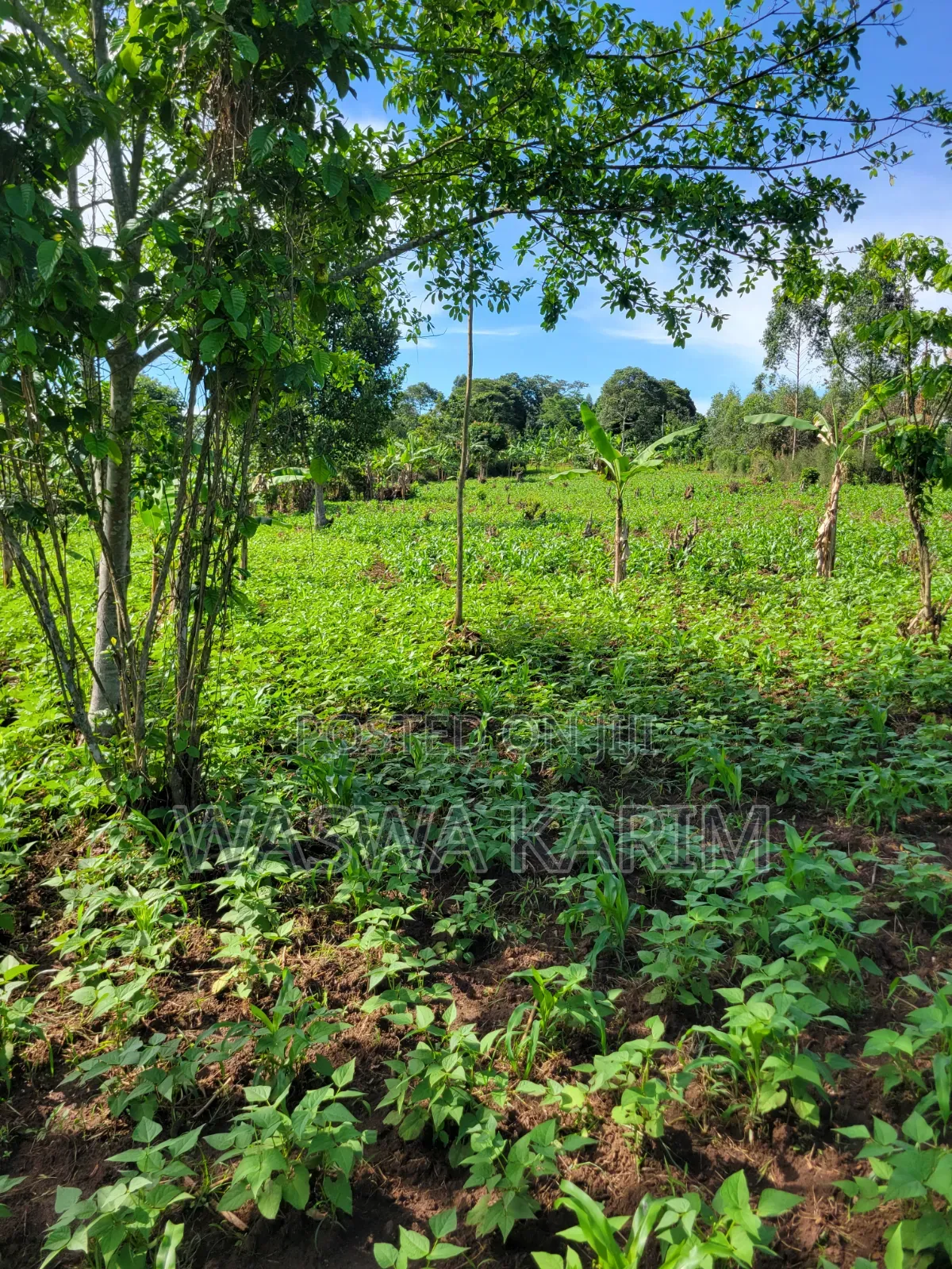 Farmland for Sale Half an Acre at 15m