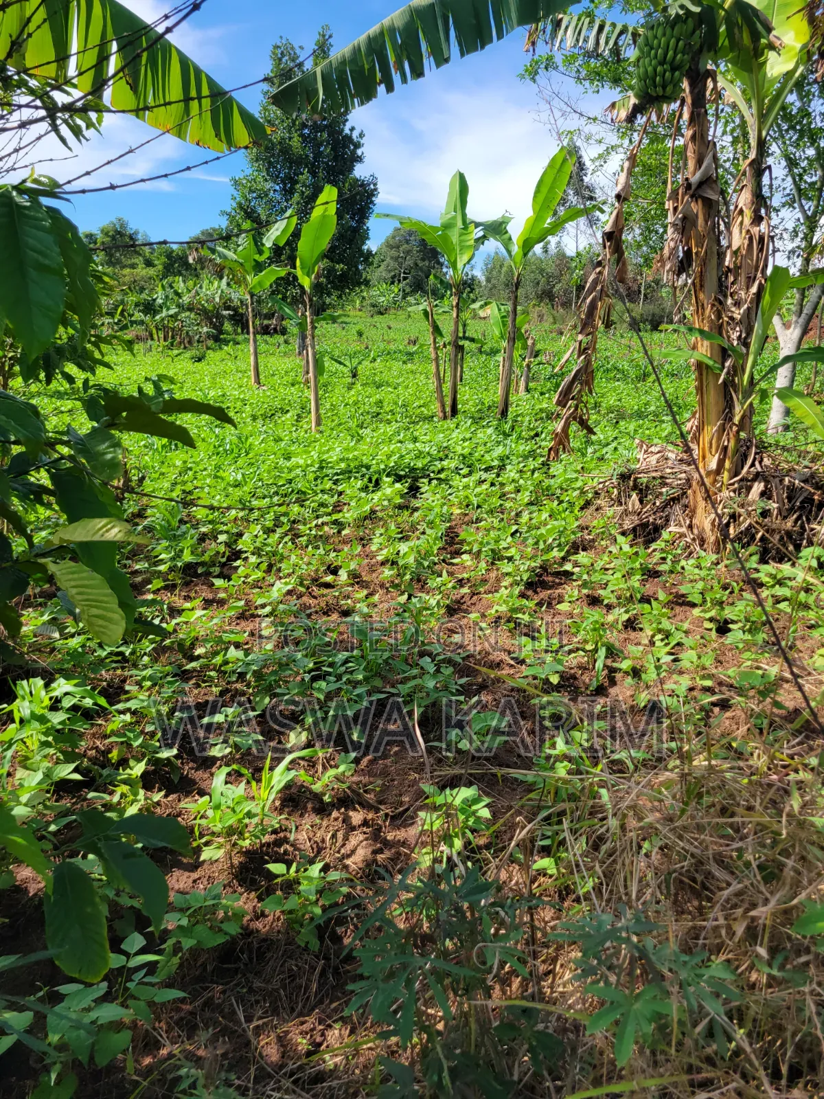 Farmland for Sale Half an Acre at 15m