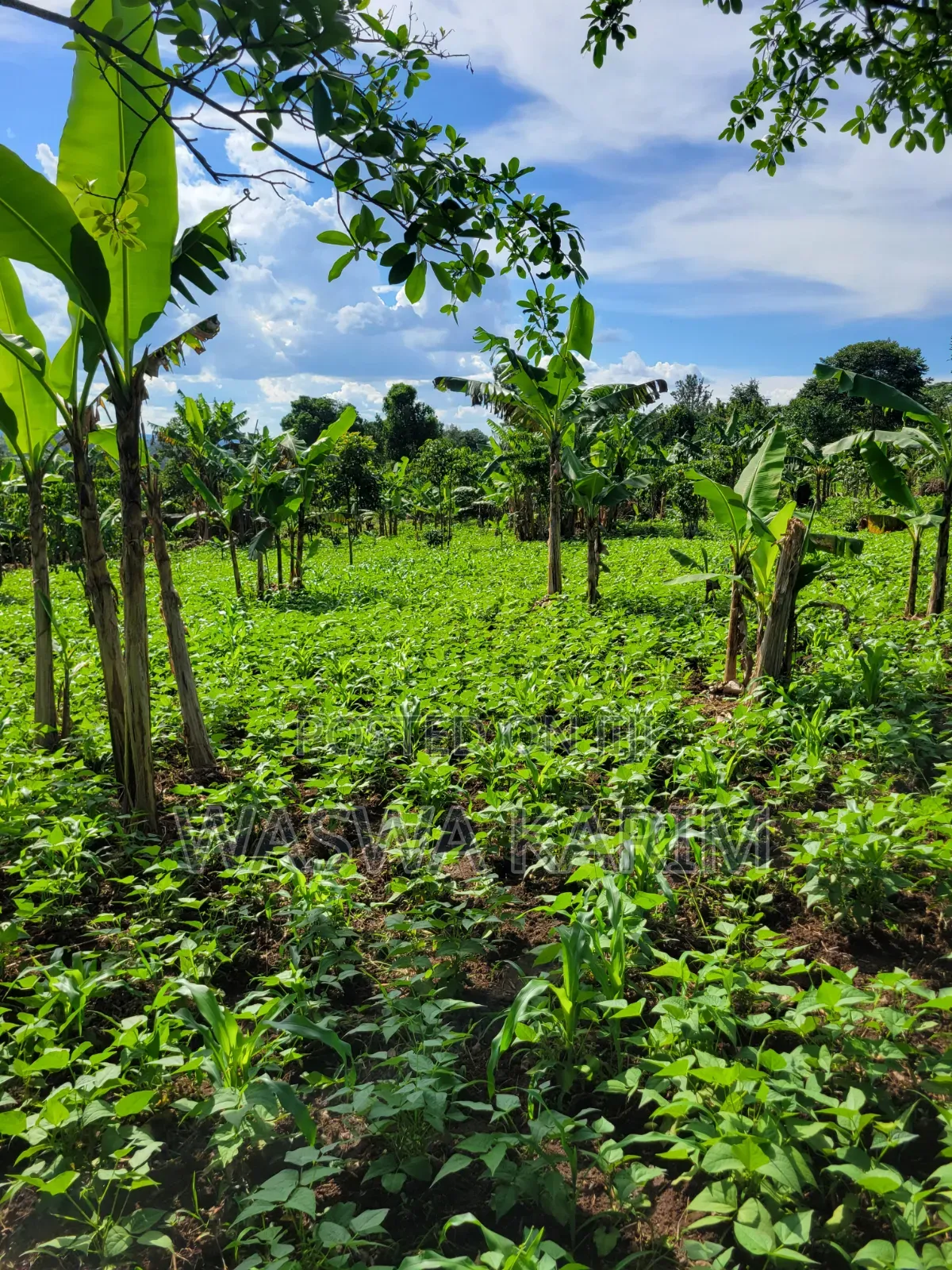 Farmland for Sale Half an Acre at 15m