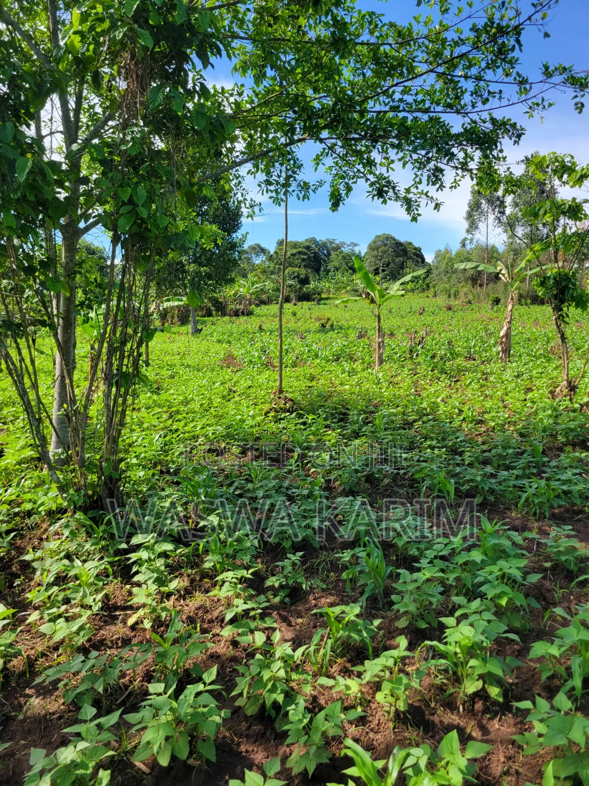 Farmland for Sale Half an Acre at 15m