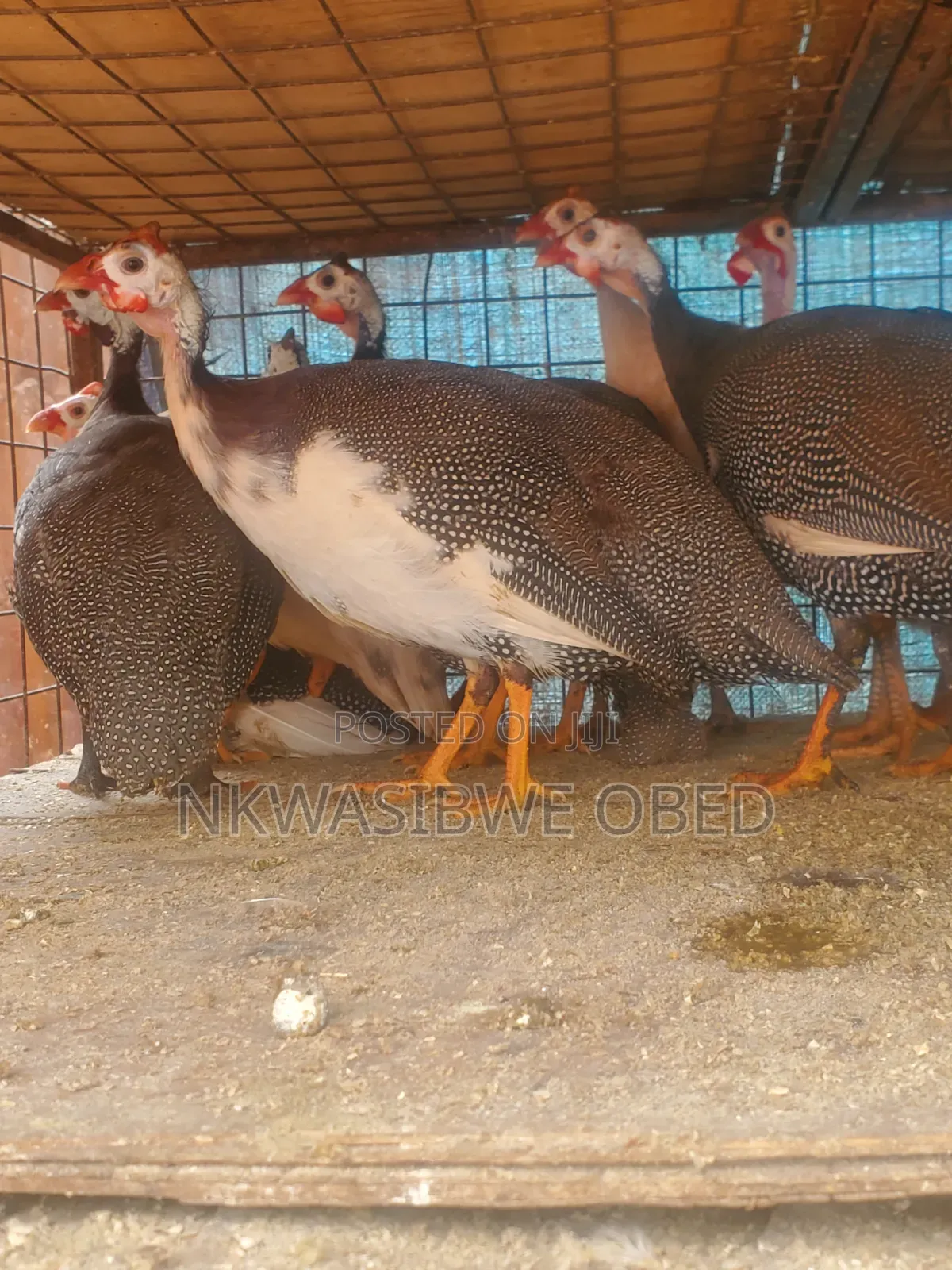 Black Sparkled Guinea Fowl