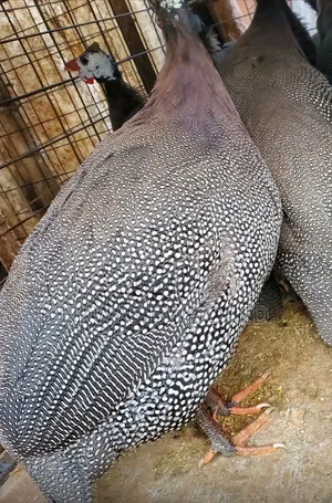 Black Sparkled Guinea Fowl