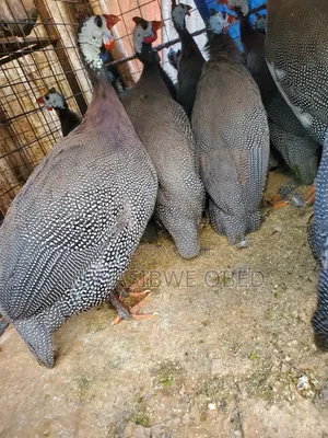 Black Sparkled Guinea Fowl