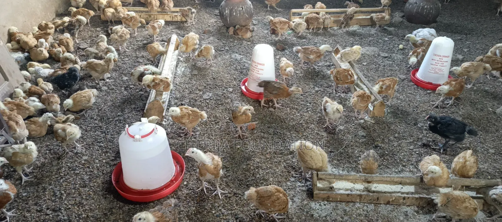 3 Weeks Old Chicks and One Month Chicks Available for Sale