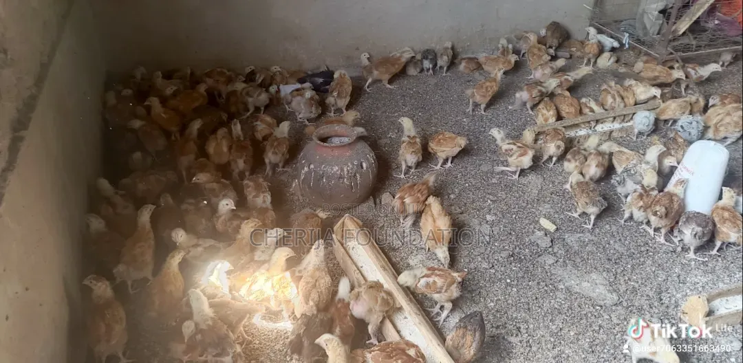 3 Weeks Old Chicks and One Month Chicks Available for Sale