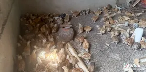 3 Weeks Old Chicks and One Month Chicks Available for Sale
