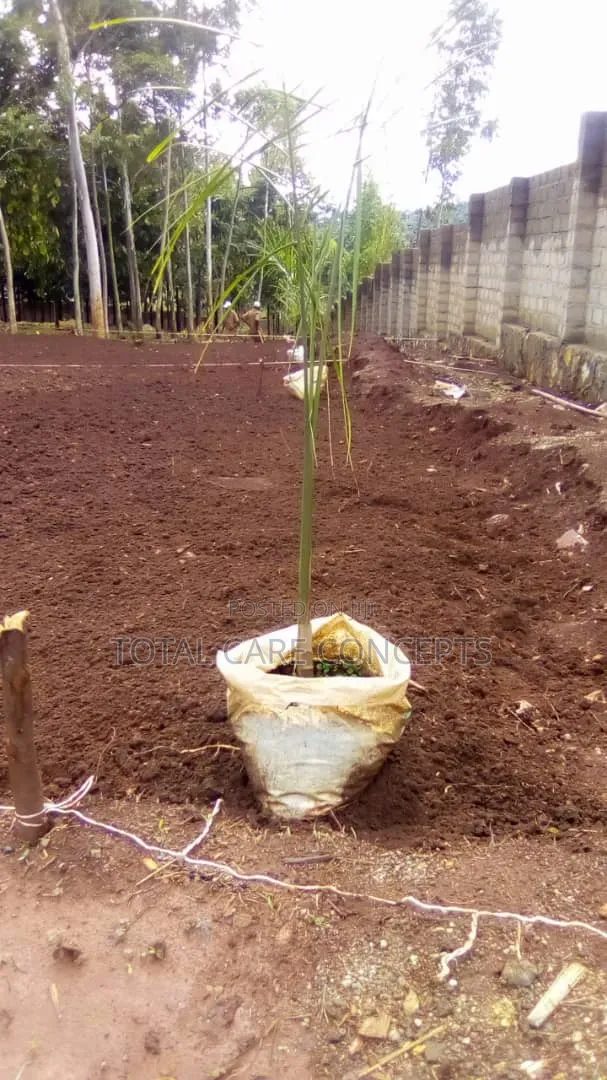 Best Gardening and Planting Services You Need