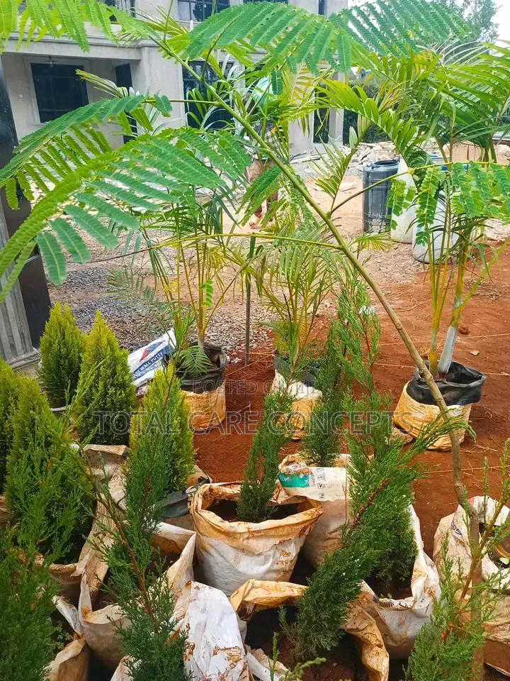 Best Gardening and Planting Services You Need
