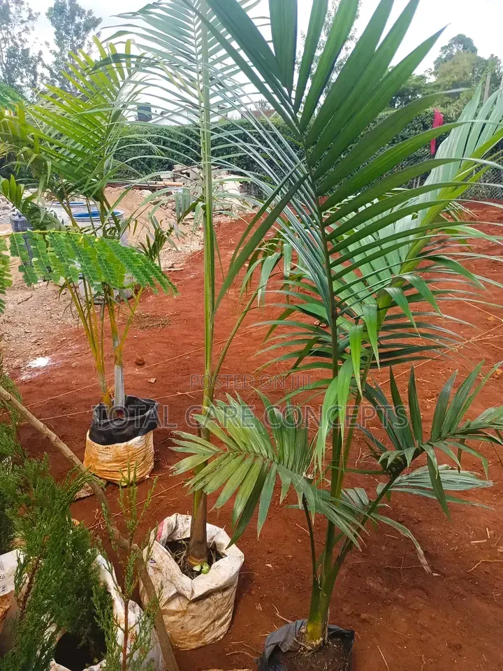 Best Gardening and Planting Services You Need