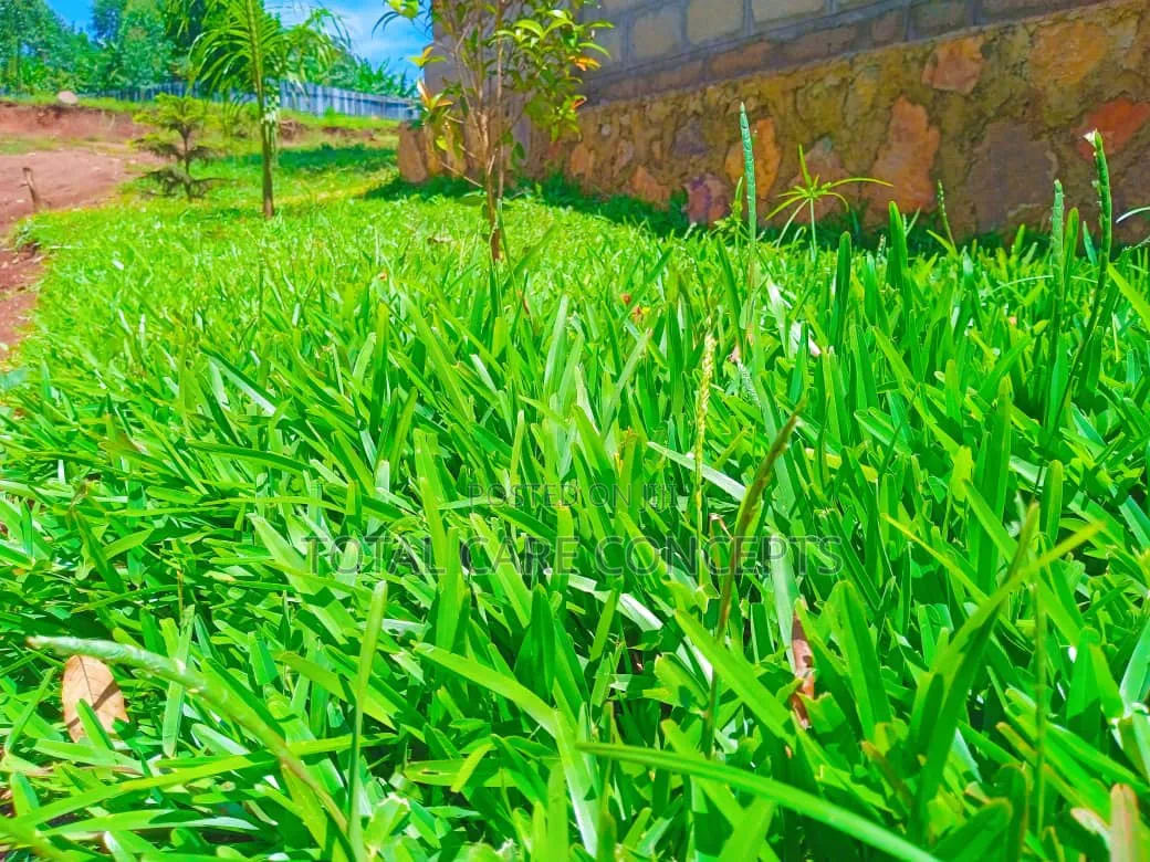 Best Gardening and Planting Services You Need