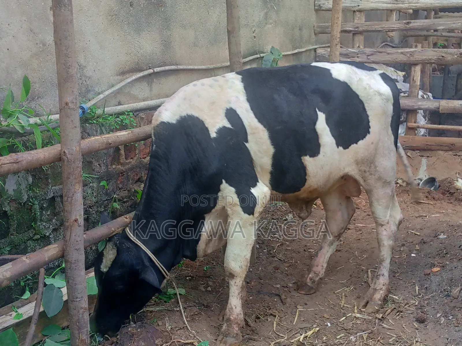 It's a Bull Cow