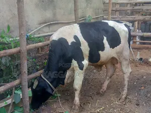 It's a Bull Cow