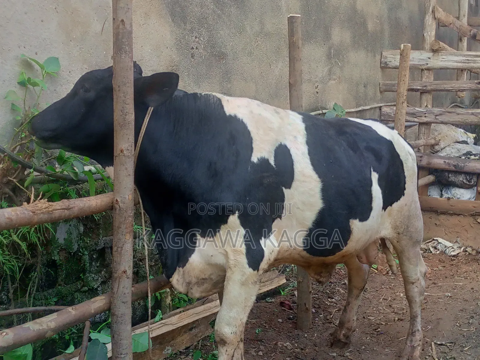 It's a Bull Cow