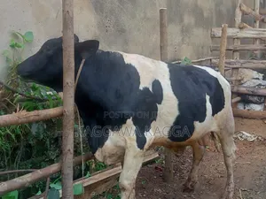 It's a Bull Cow