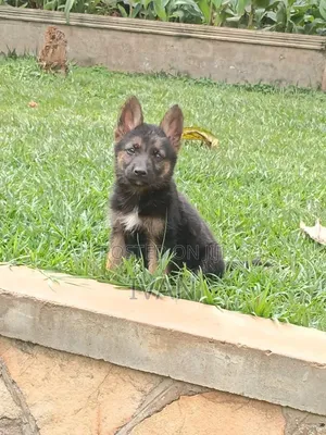 1-3 months Male Purebred German Shepherd